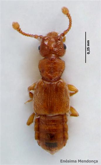 Euplectus infirmus Raffray, 1910